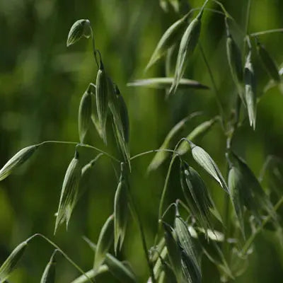 Exploring Avena Sativa (Wild Oats)  Tennessee Wholesale Nursery