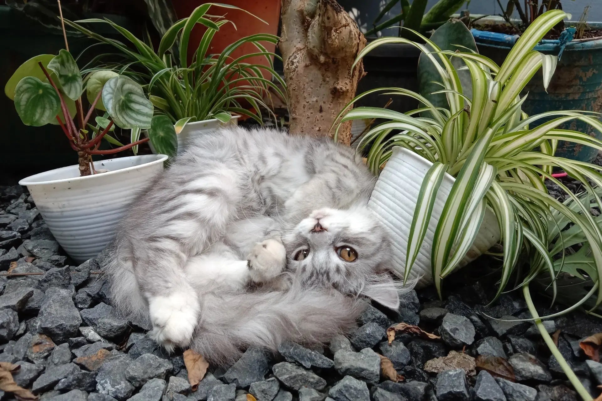 Are Spider Plants Safe for Cats? - Tennessee Wholesale Nursery