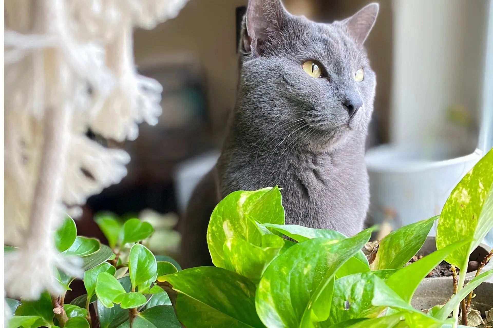 Are Pothos Toxic to Cats?  Tennessee Wholesale Nursery
