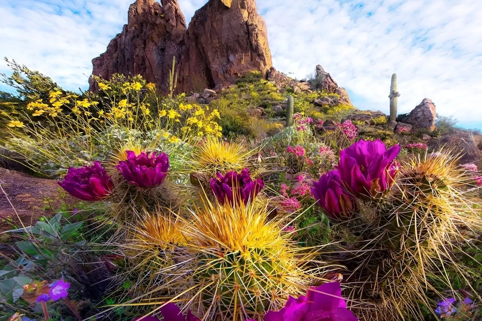 Stunning Desert Landscapes  Tennessee Wholesale Nursery