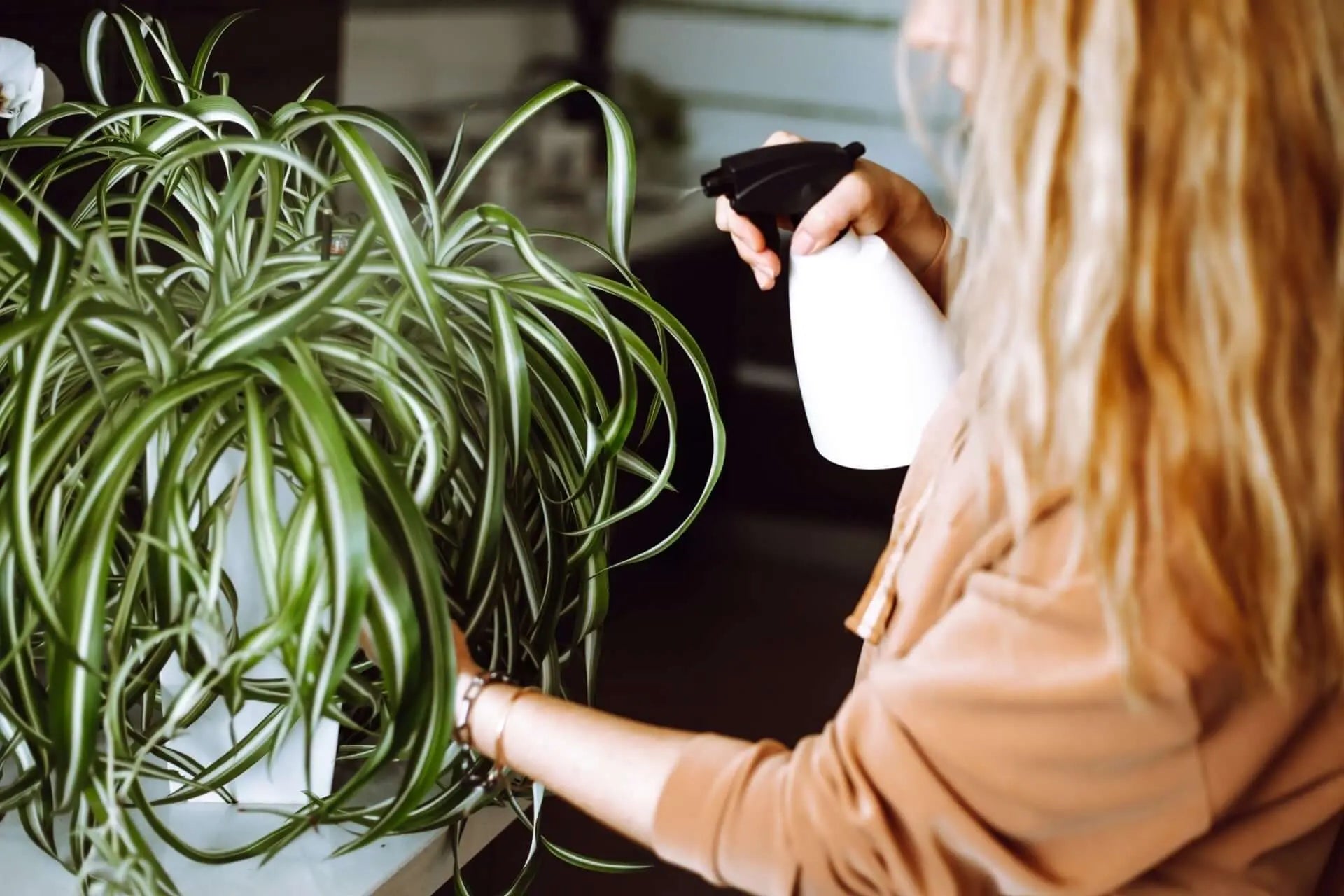The Incredible Benefits of Spider Plants  Tennessee Wholesale Nursery