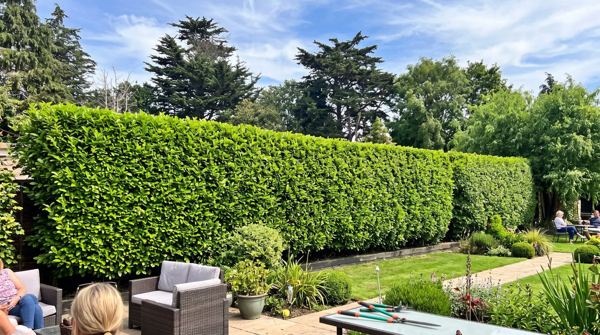 Dense green North privet hedge forming a privacy screen under a blue sky