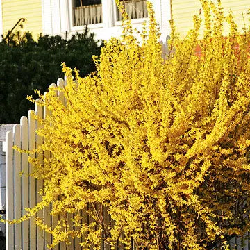 Cheerful Easter Forsythia Golden Bells – Tennessee Wholesale Nursery