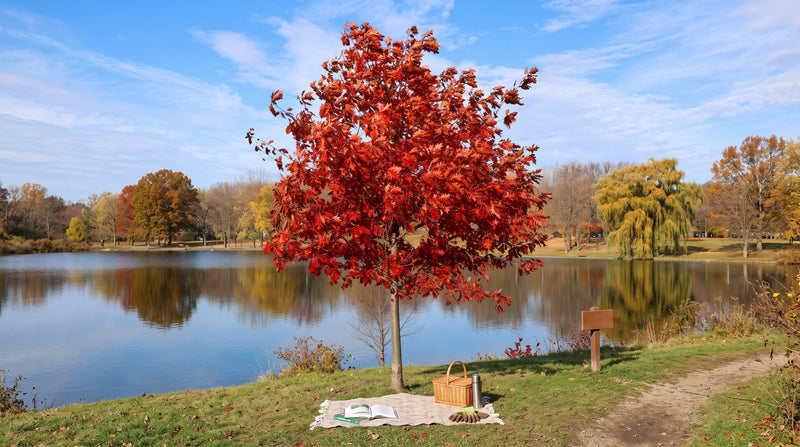Red oak tree with fiery autumn foliage beside a calm lake under a blue sky