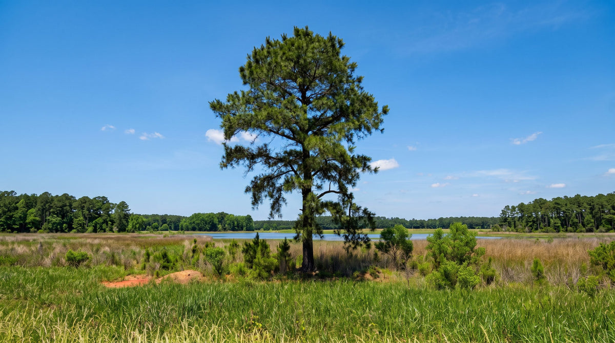 Tall loblolly pine tree with long, dense green needles against a blue sky
