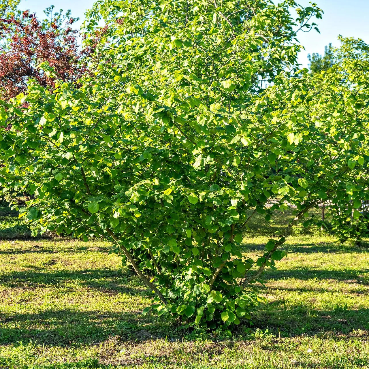 Hazelnut Trees For Sale Wholesale – Tennessee Wholesale Nursery