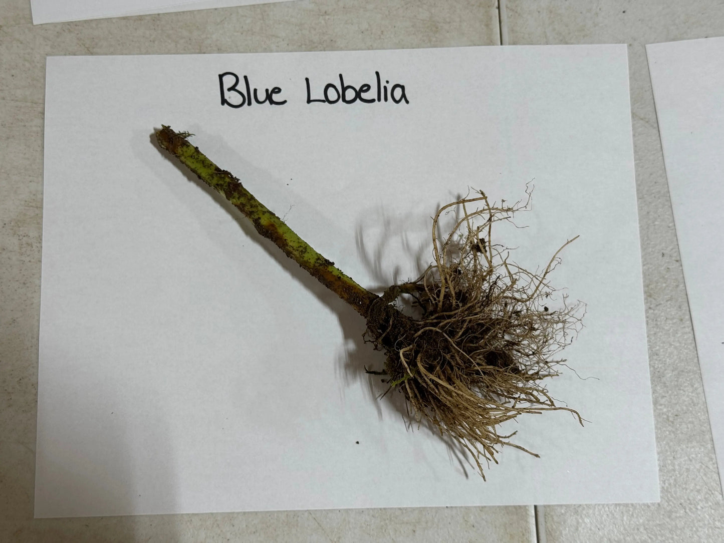Fresh blue lobelia plant with green stem, tangled brown roots on white paper
