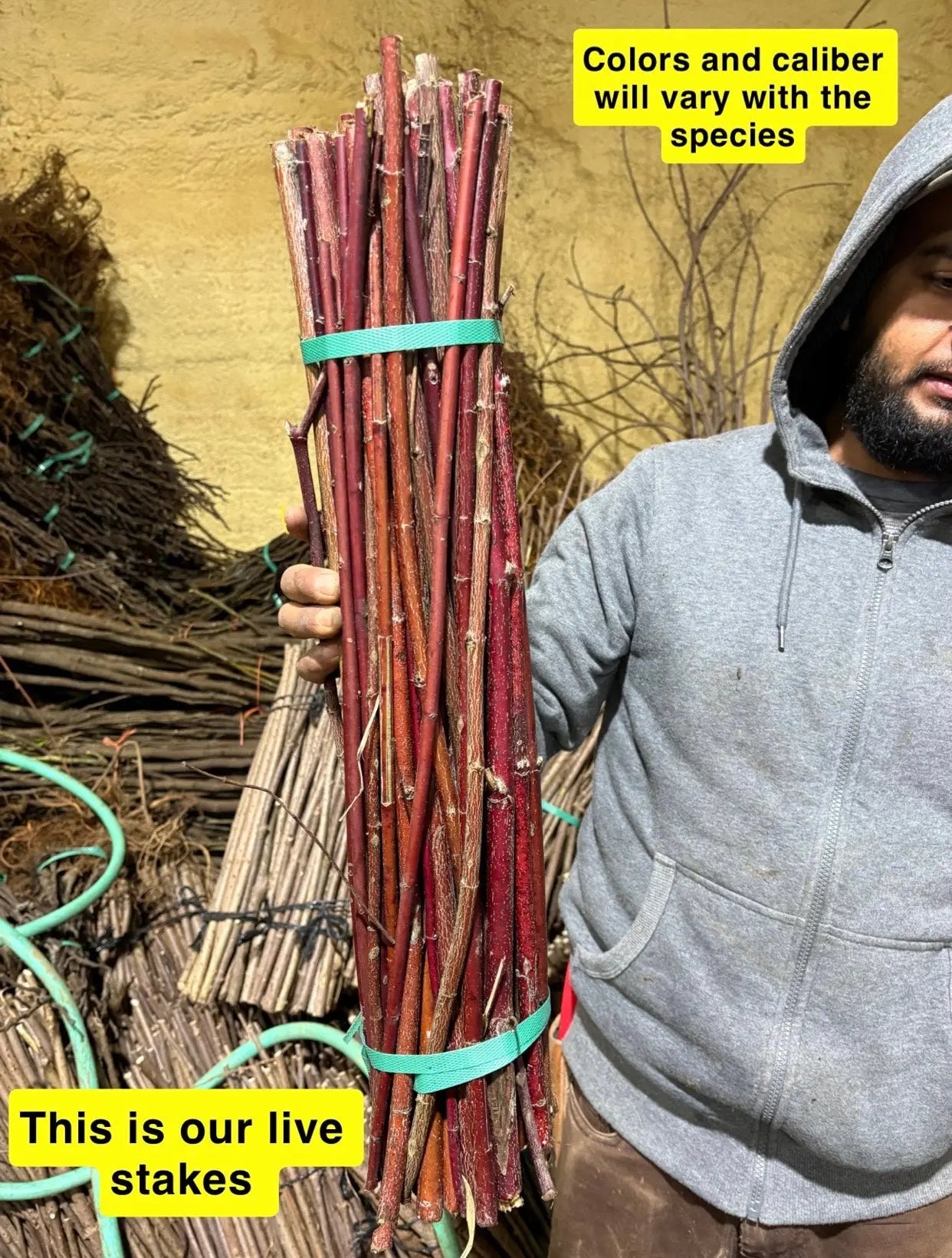 Bundle of reddish-brown elderberry live stakes tied with green straps