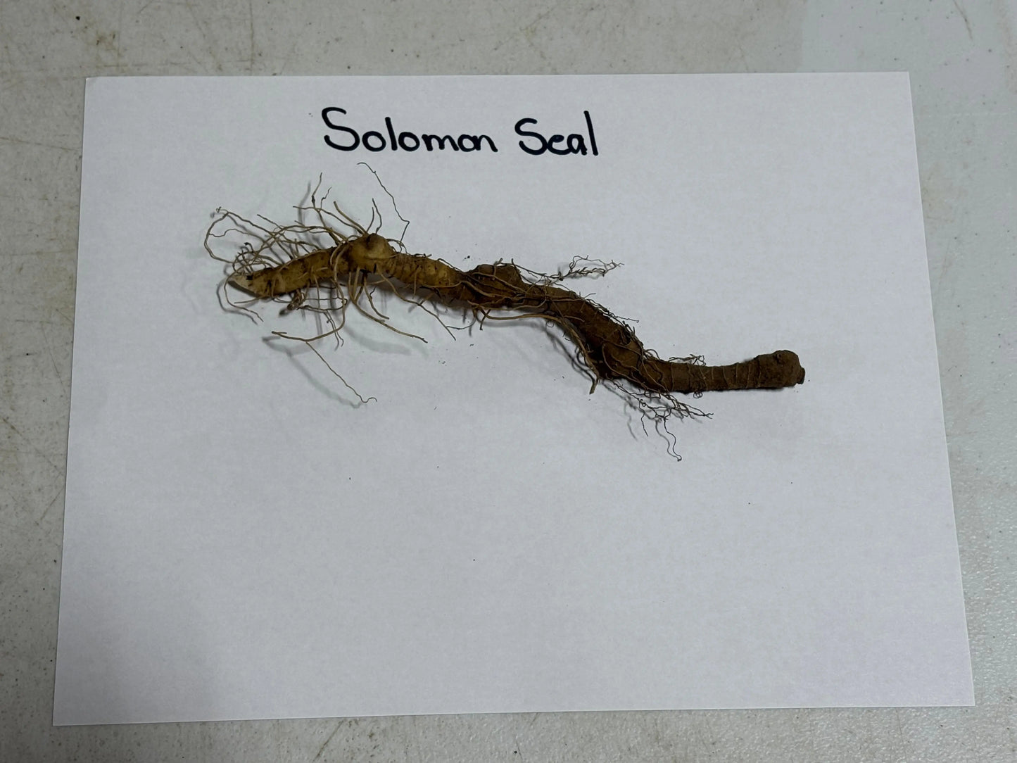 Dried brownish-yellow Solomons Seal root with gnarled segments and fibrous roots