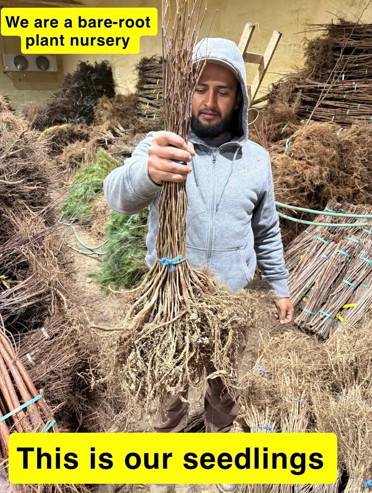Sourwood seedlings bundle with tangled roots and green stems tied by blue band