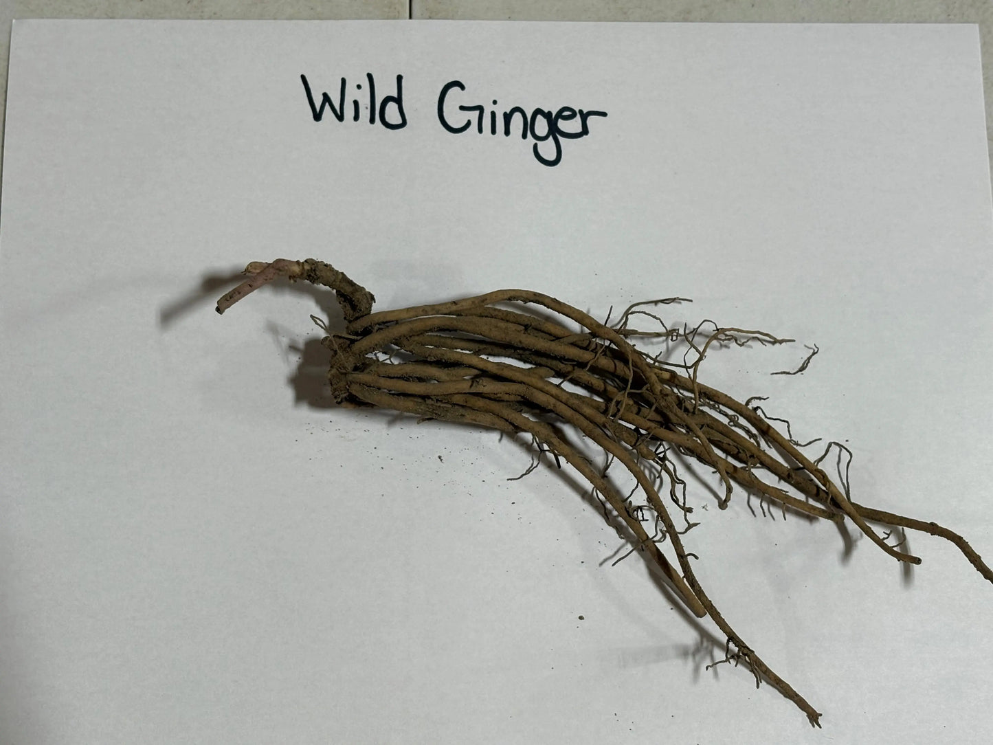Wild ginger plant: cluster of dried roots with brown earthy branching patterns