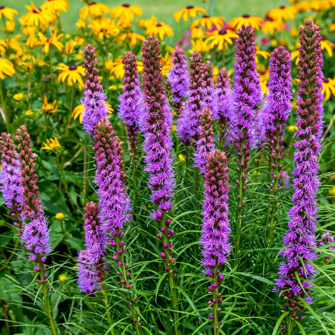 Blazing Star Plants Wholesale $2.49 – Tennessee Wholesale Nursery