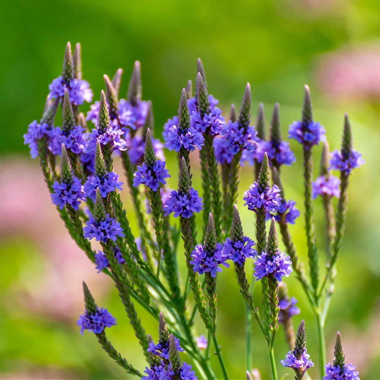 Blue Vervain Plants For Sale Wholesale – Tennessee Wholesale Nursery