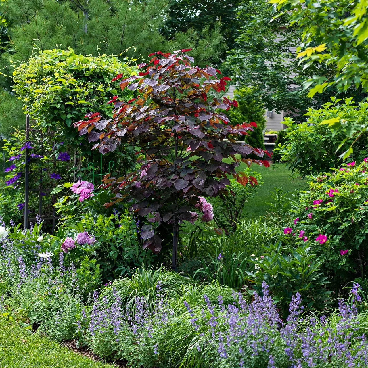 Forest Pansy Redbud tree with vibrant burgundy-purple foliage in lush garden