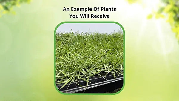 Lush Coontail plant with vibrant green dense grass in black tray