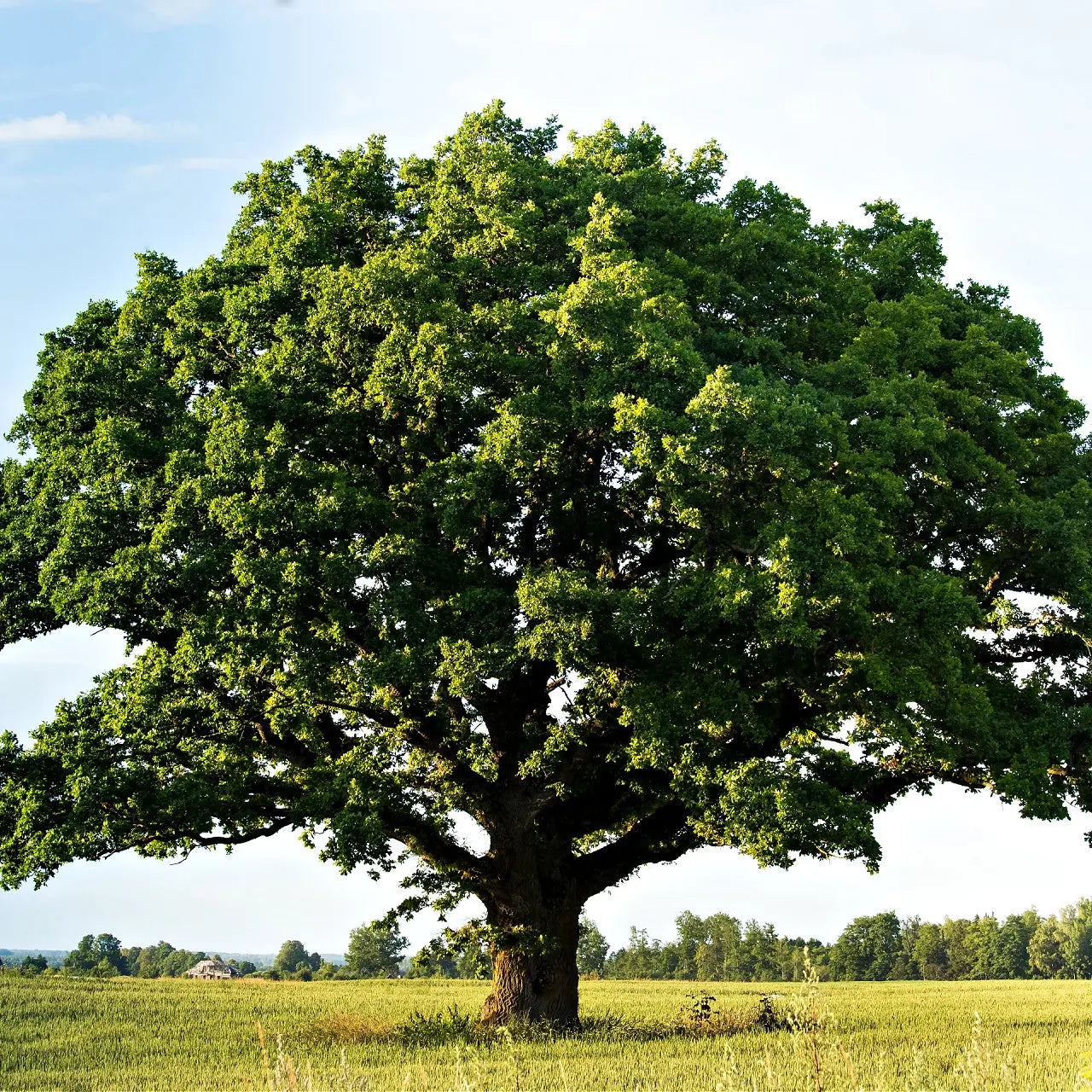 Overcup Oak Trees For Sale Wholesale $4.25 – Tennessee Wholesale Nursery