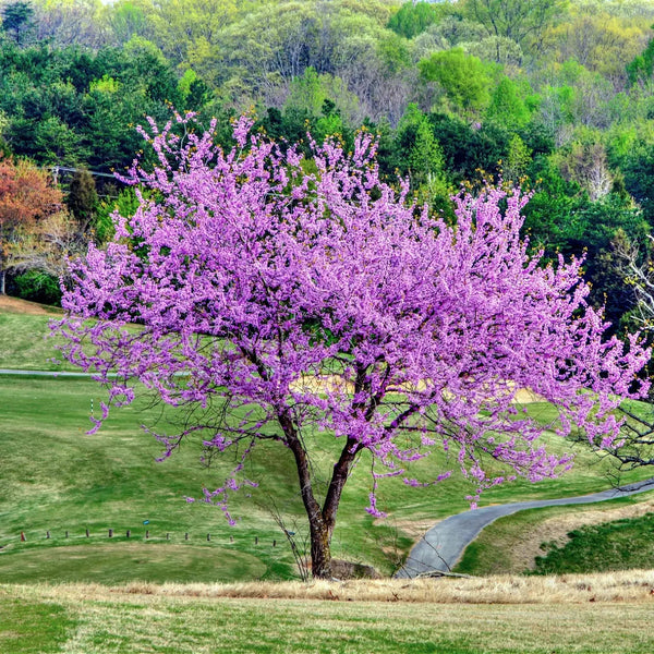 Vibrant purple Redbud tree blooming in lush green forest landscape