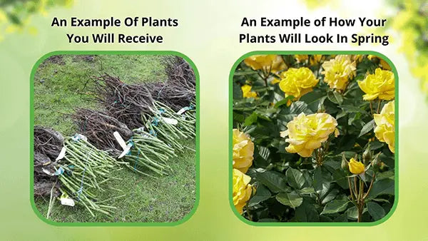 Bundles of bare-root Marsh Hibiscus plants with yellow roses and tags