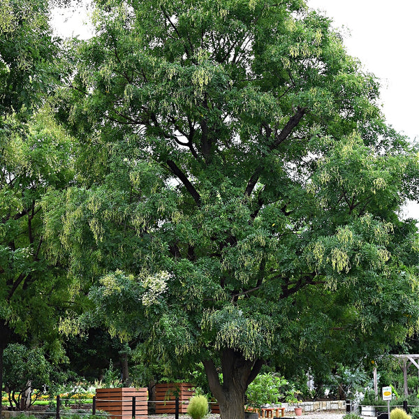 Cherrybark Oak Seedlings bareroot plant - Tennessee Wholesale Nursery