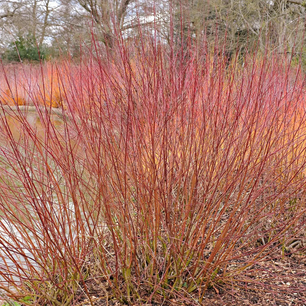Silky dogwood live stakes: dense cluster of slender reddish-brown stems with green bases