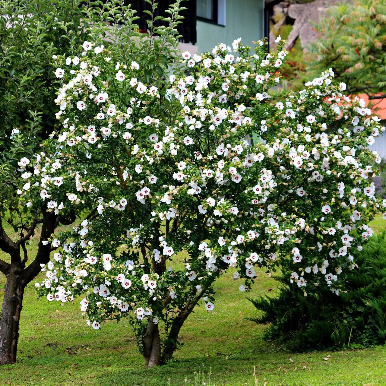 White Hibiscus Shrubs For Sale Wholesale – Tennessee Wholesale Nursery