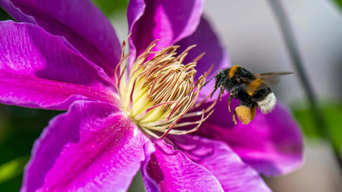 Bumblebee with black yellow stripes on purple pollinator flower dusted in pollen