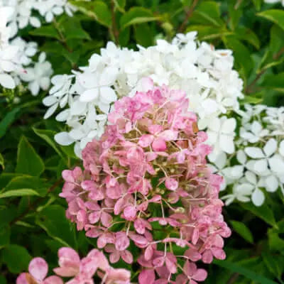 Delicate pink and white Pee Gee hydrangea blossoms with layered petals