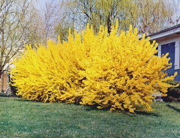 How to Maintain Forsythia Shrubs