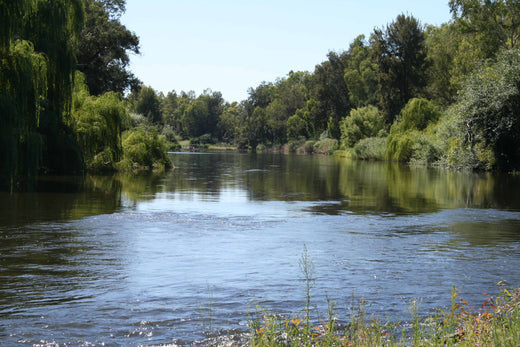 Soil Erosion Plants For Stream Banks And Their Benefits