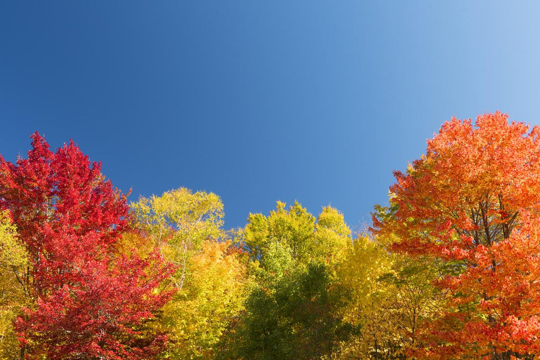 Tupelo Tree Provides A Beautiful Display Of Nature