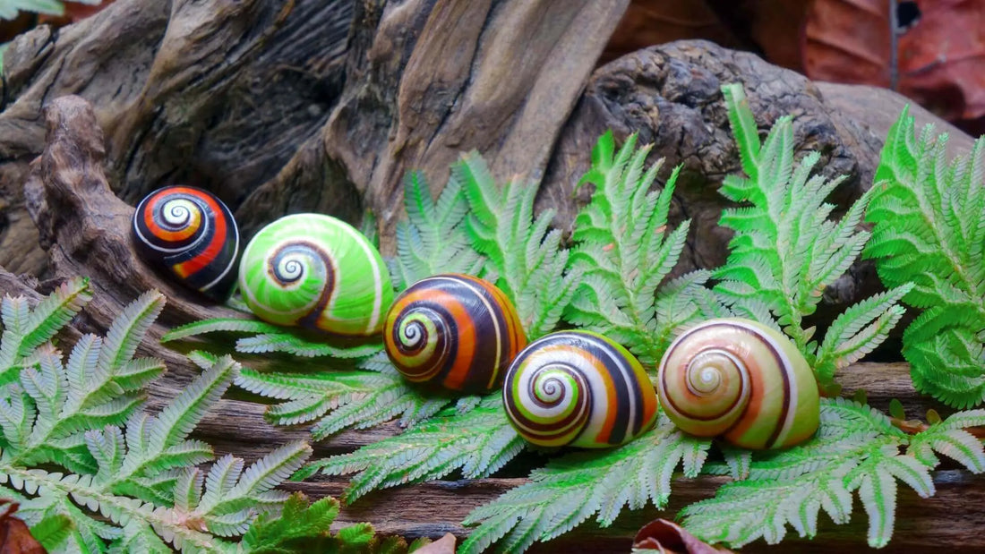 Colorful glossy glass snail shells with swirling orange black green brown patterns for rare ferns article
