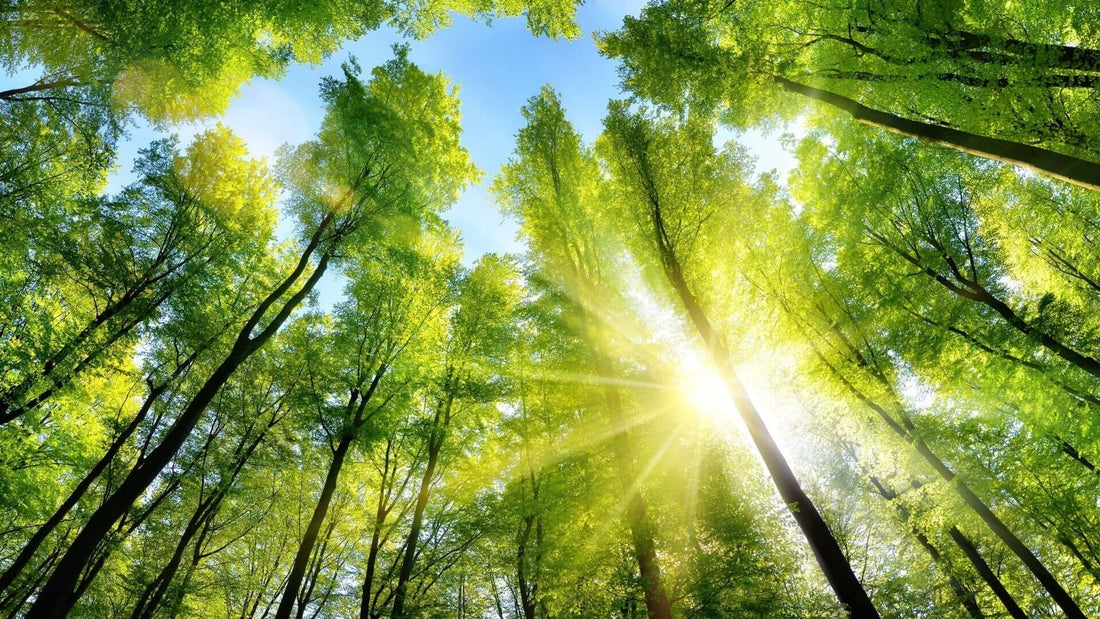 Vibrant green forest canopy of majestic fast-growing tall trees under blue sky