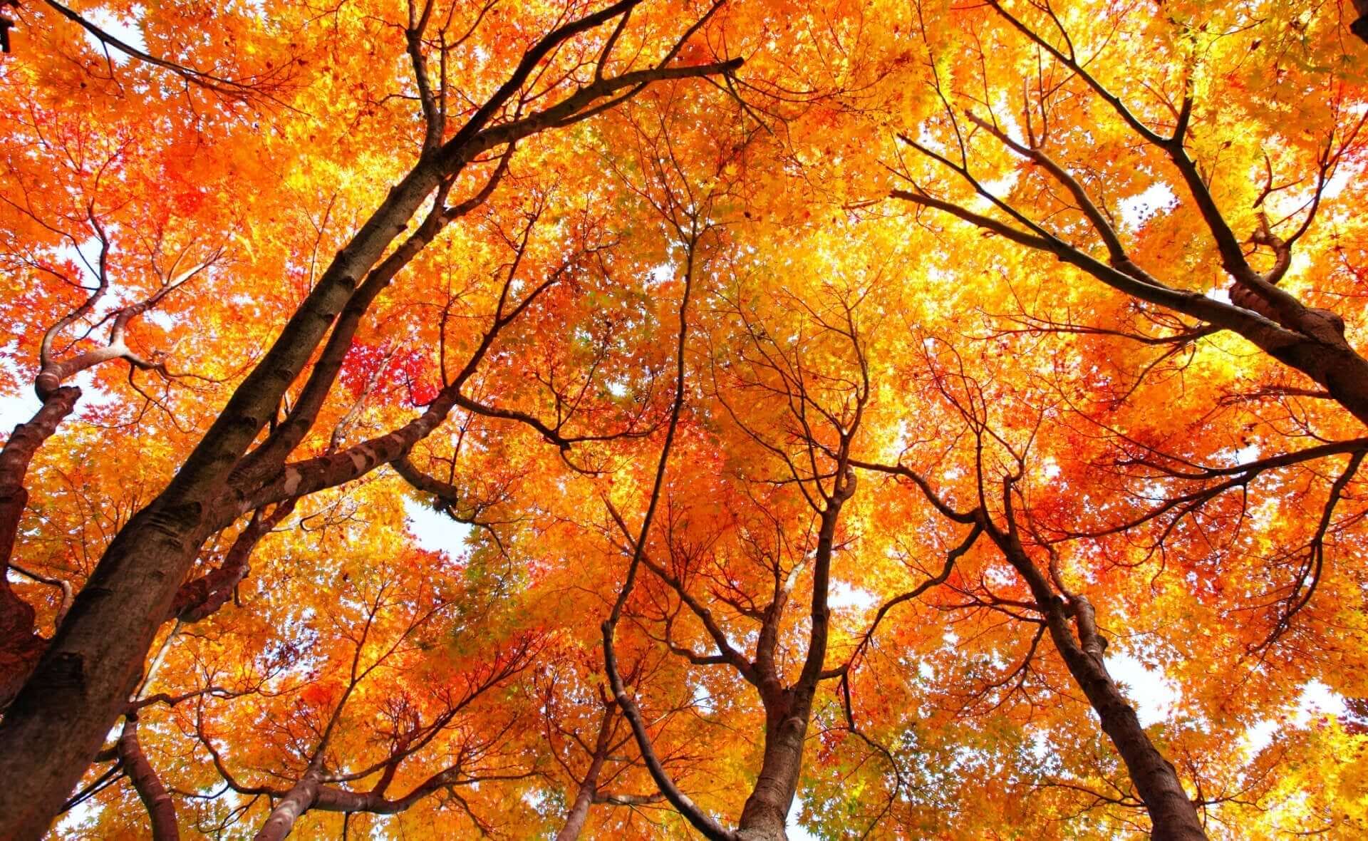 Explore the Unique Beauty and Benefits of Maple Trees – Tennessee ...