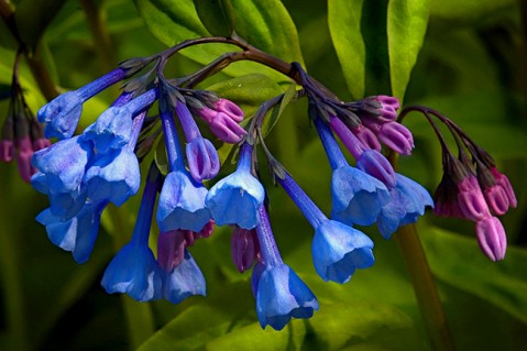 Virginia Bluebells