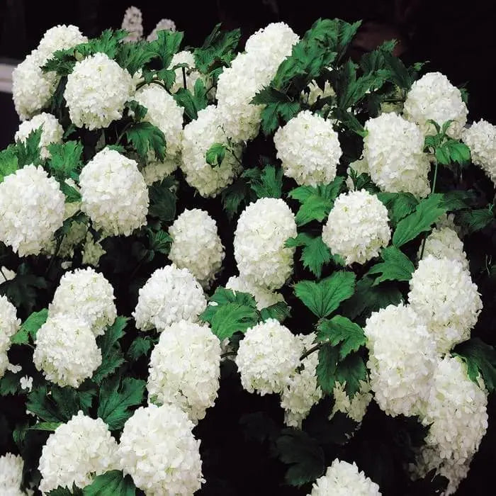 Lush white hydrangea blossoms and green leaves near arrowwood viburnum
