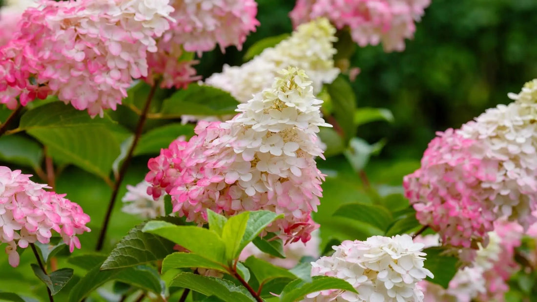 Pink and white hydrangea blossoms with delicate layered petals