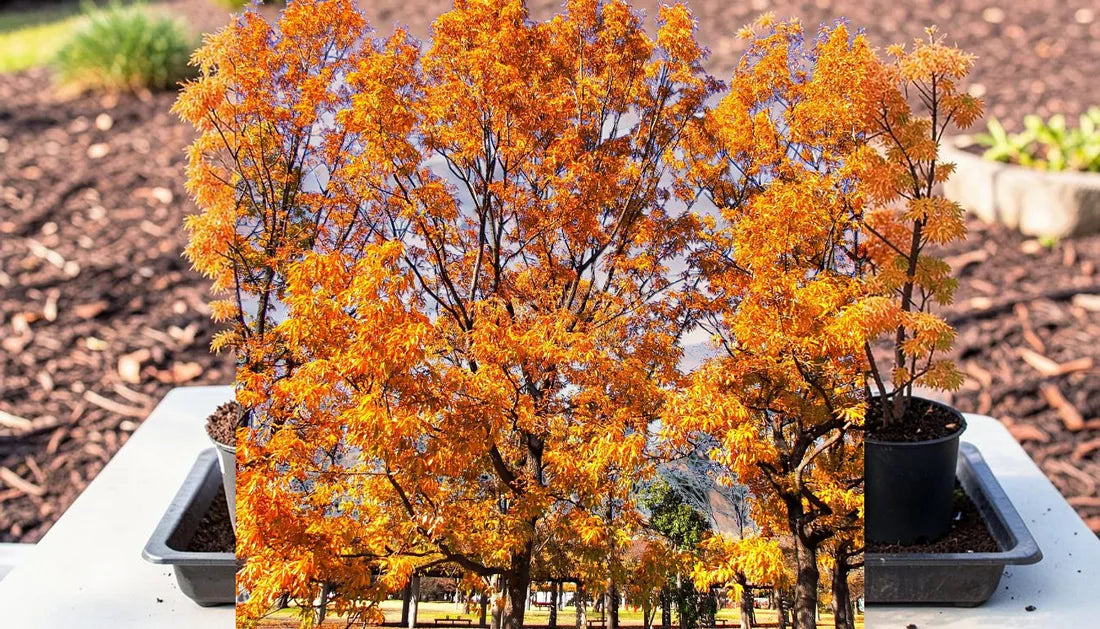 Sawtooth Oak Seedlings: Top Soil-Zone Planting Guide