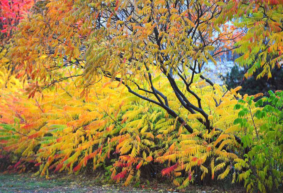 Vibrant smooth sumac tree with feathery autumn leaves in yellow, orange, red