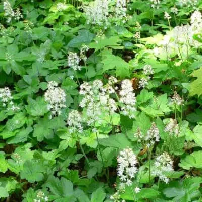 Delicate white perennial flowers rising above lush green leaves