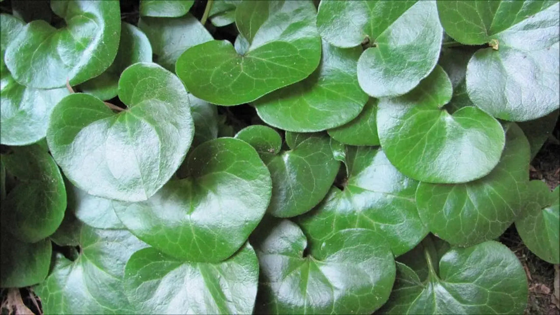 Heart-shaped glossy green leaves of European ginger plant with veins.