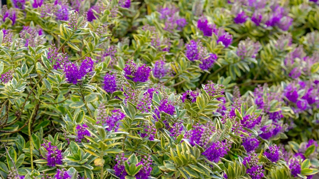 Vibrant purple flowering shrub with variegated green and white leaves