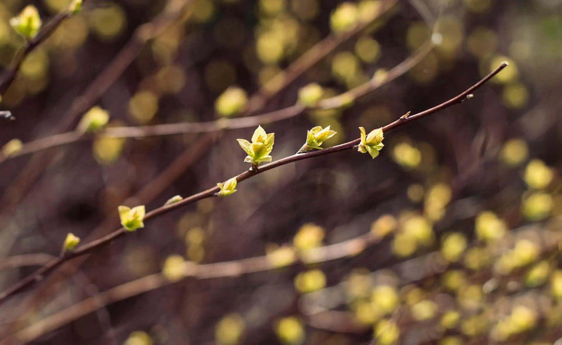 Slender brown live stake branch with delicate pale green buds in early bloom