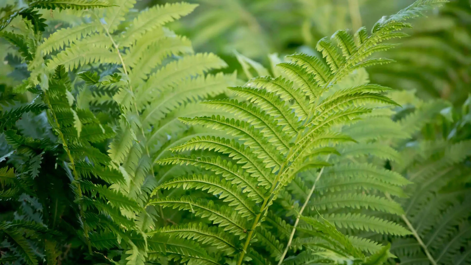 Vibrant green native fern fronds with serrated edges for wildlife havens