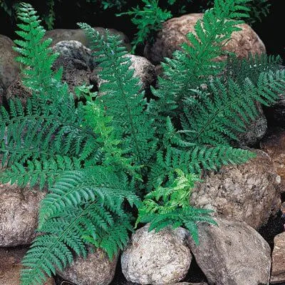 Lush green fern with feathery fronds among smooth stones for shade gardens