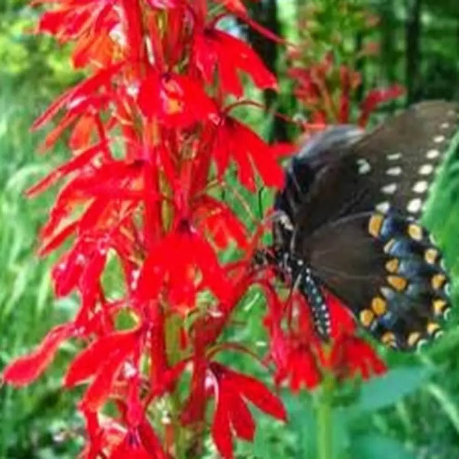 Dark butterfly with white and yellow spots on cardinal flower