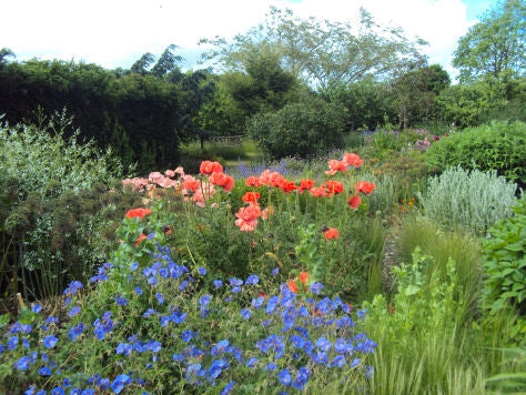 Three Most Beloved Perennials