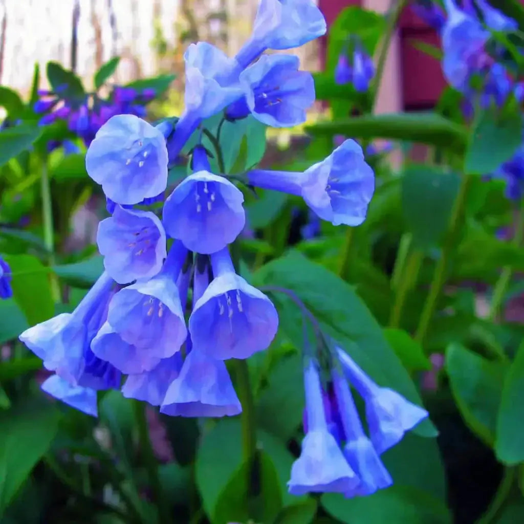 Virginia bluebells cluster of vibrant blue bell-shaped flowers with white stamens in lush green foliage