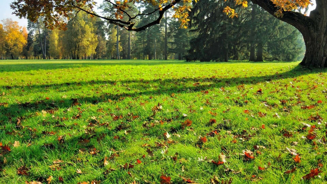 Majestic autumn tree with golden leaves in sunlit field, affordable choice