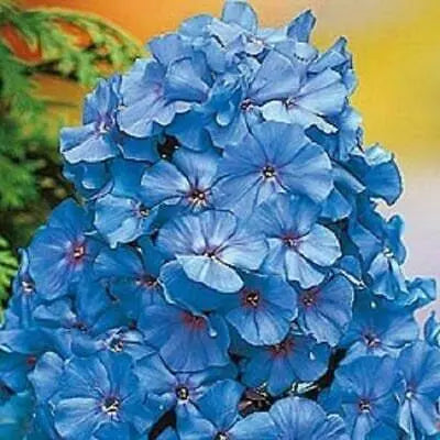 Vibrant blue phlox flowers with delicate petals in perennial garden