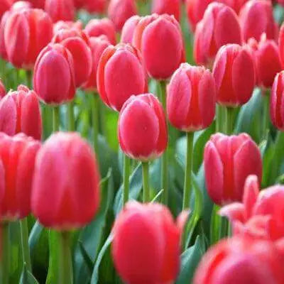 Vibrant red tulips with green stems in spring garden display